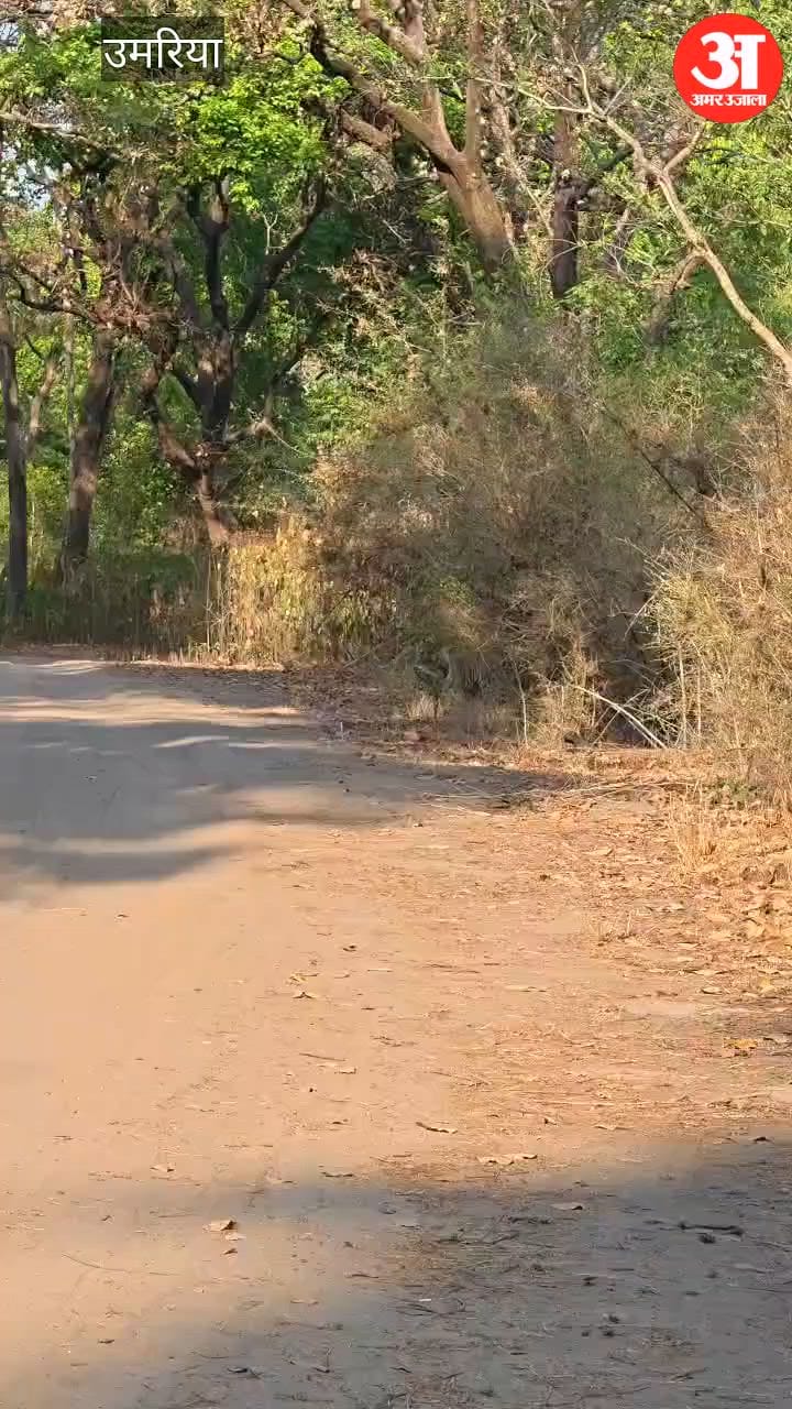 Tiger D-1 Crosses Forest Road with Prey in Jaw, Video Goes Viral from Bandhavgarh
