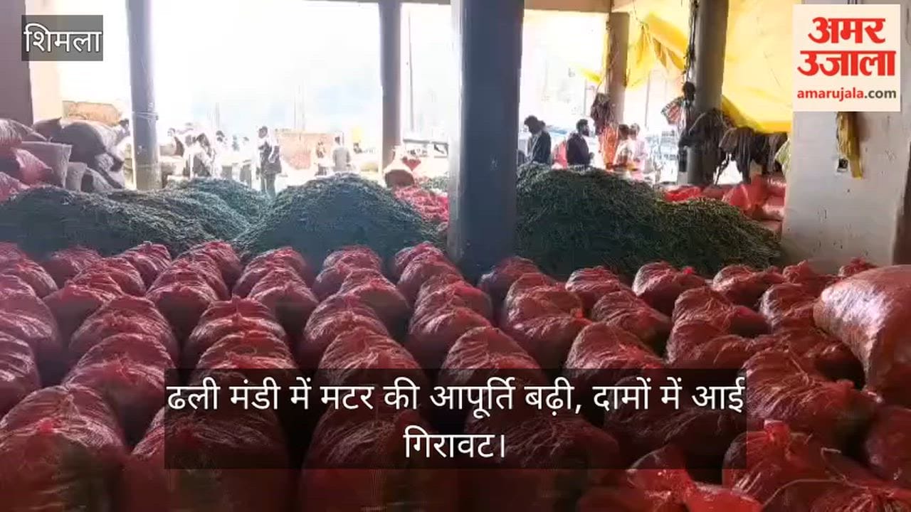 Pea supply increases in Dhali Mandi; prices decline.