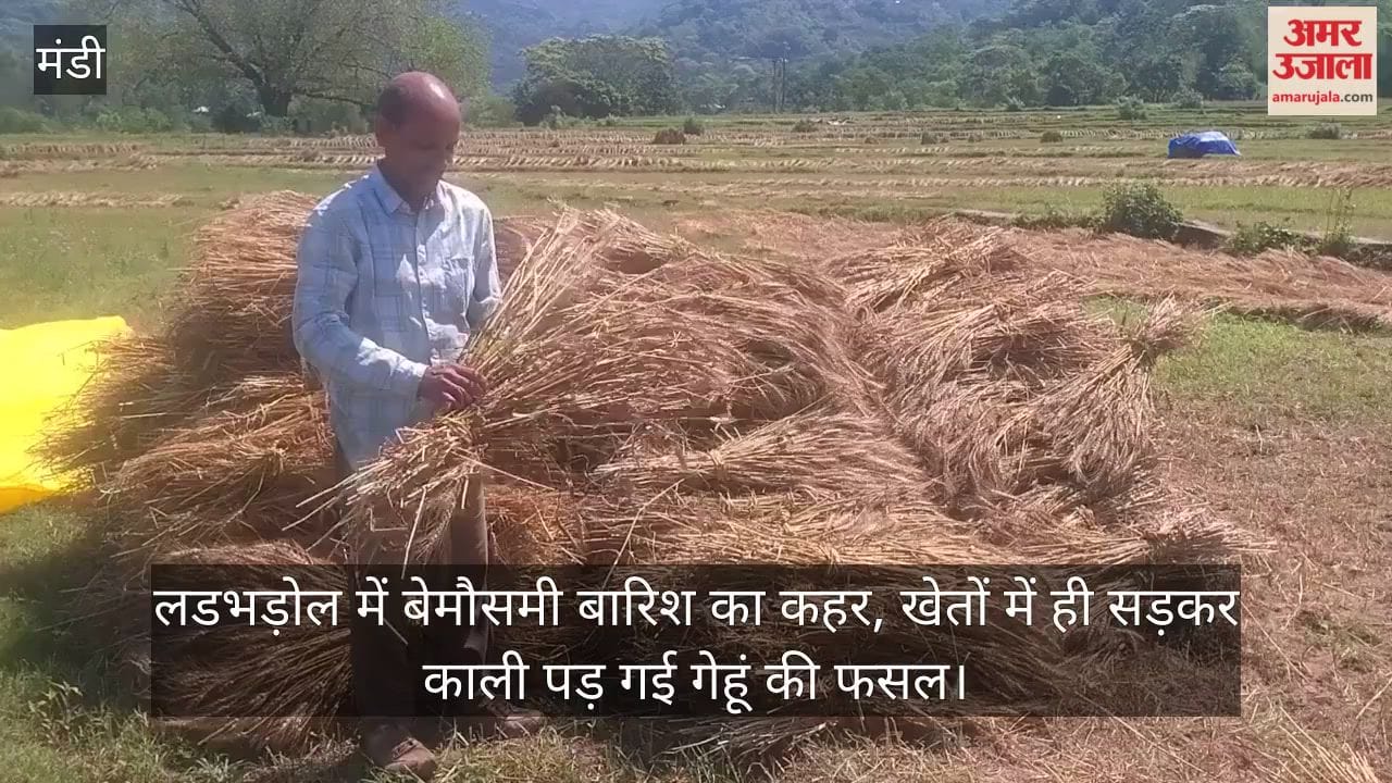 Havoc of Unseasonal Rains in Ladbharol: Wheat Crop Rots in the Fields, Turning Black
