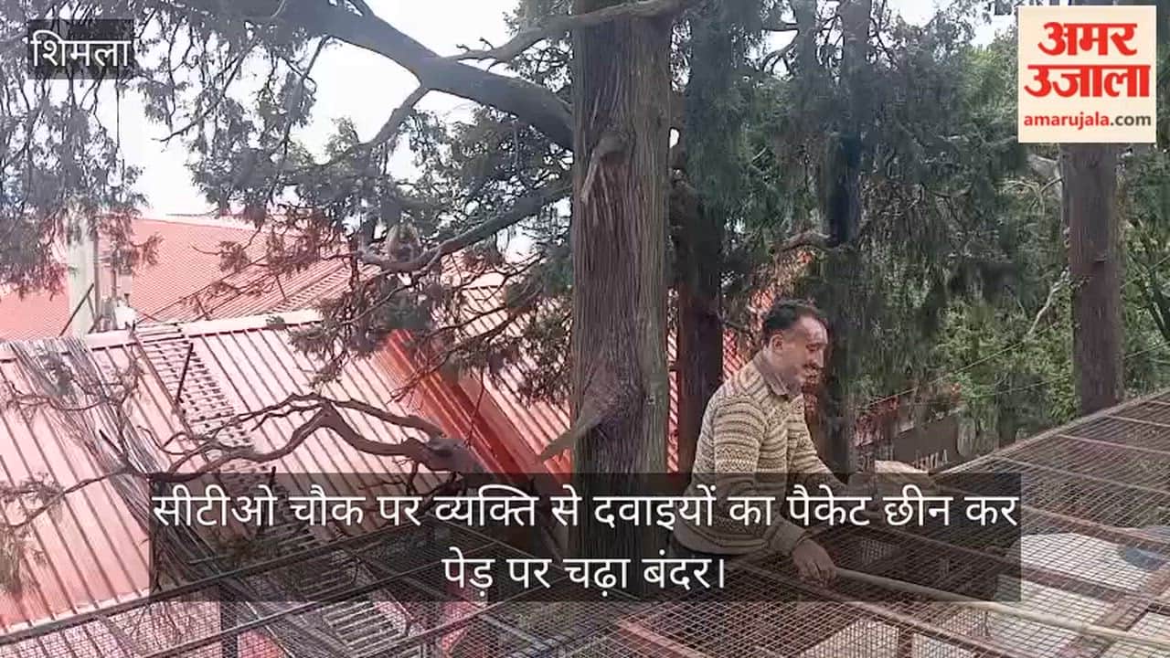 Monkey Snatches Packet of Medicines from Man at CTO Chowk and Climbs a Tree