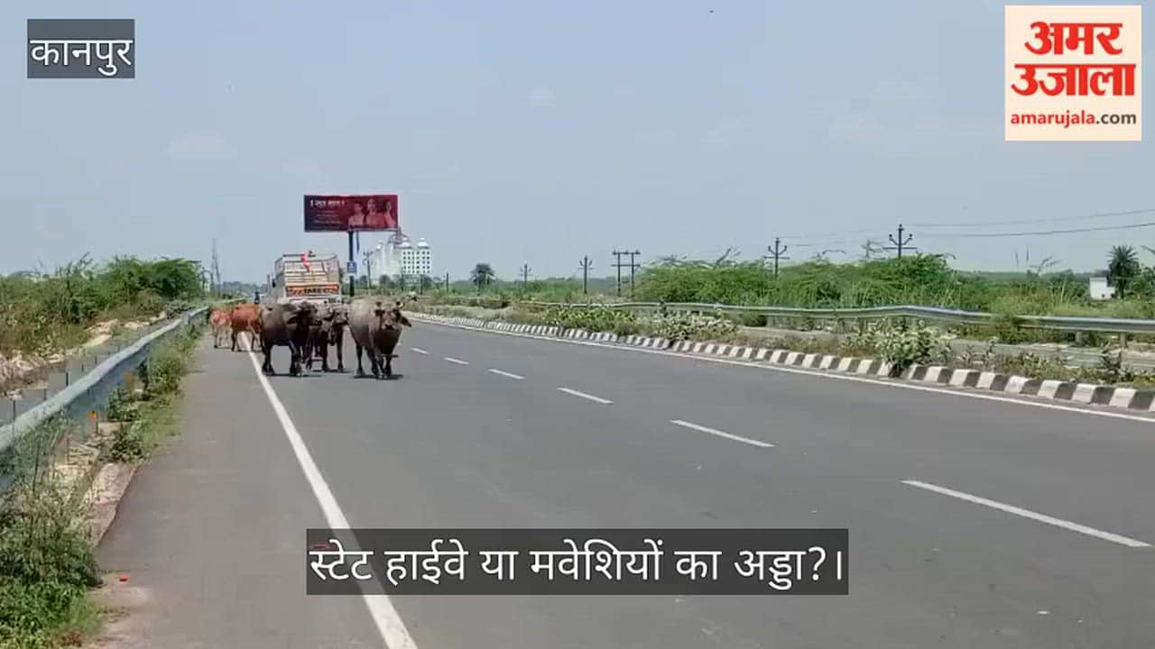 Kanpur Menace of Stray Animals on Mandhana Barrage Road Herds from Singhpur to Blue World Invite Danger