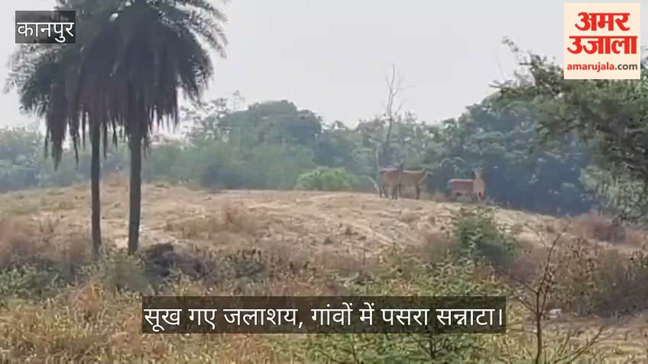 Kanpur Wild life driven to desperation by thirst encroaches upon human settlements villagers live under fear
