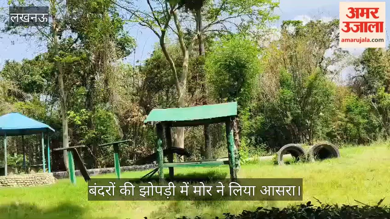 VIDEO: लखनऊ के चिड़ियाघर में बंदरों की झोपड़ी में मोर ने लिया आसरा