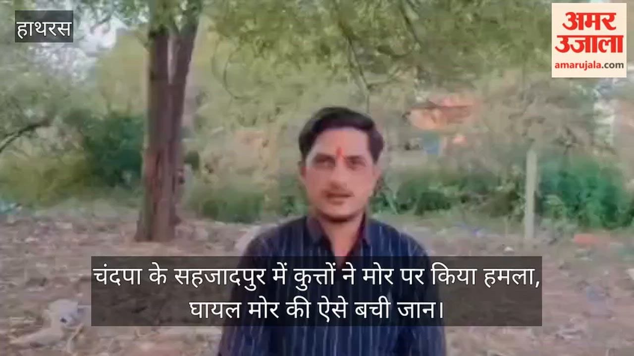 चंदपा के सहजादपुर में कुत्तों ने मोर पर किया हमला, घायल मोर की ऐसे बची जान