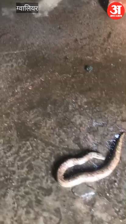 Two thousand people were drinking water from a dead snake, causing panic in the area.