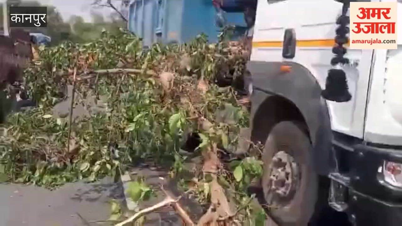 Heavy Branch of Goolar Tree Falls on Moving Dumper; Major Disaster Averted