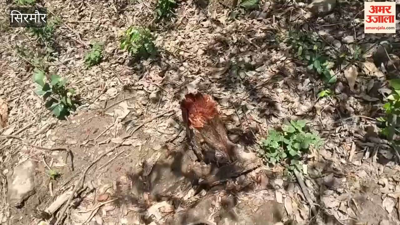 Sirmour: Axes Fell 37 Khair Trees in Trilokpur; Questions Raised Over the Functioning of the Forest Department and Police