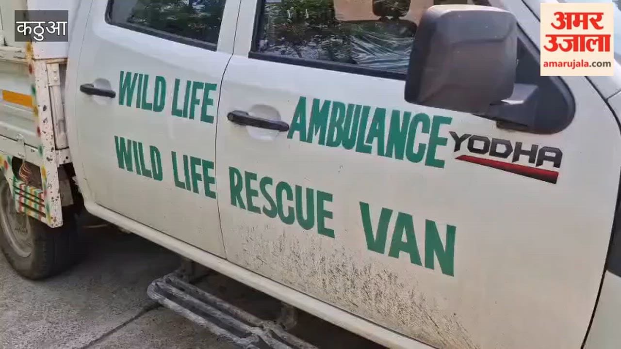 Injured Leopard Enters House in Kathua; Wildlife Department Rescues It