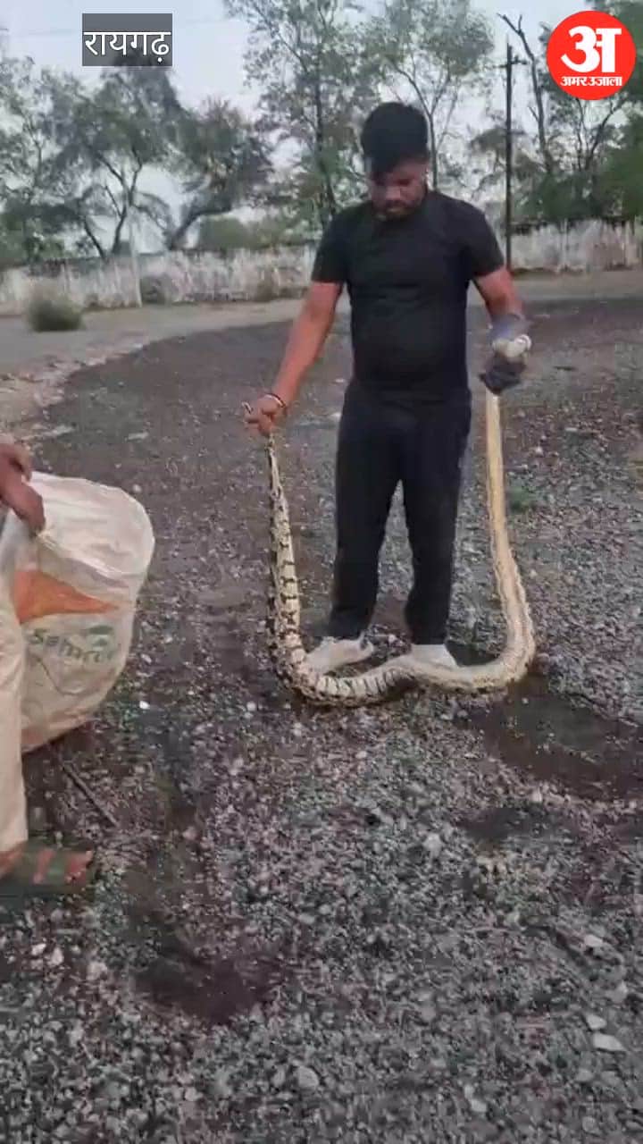 Huge python seen near KIT Girls Hostel in Raigarh