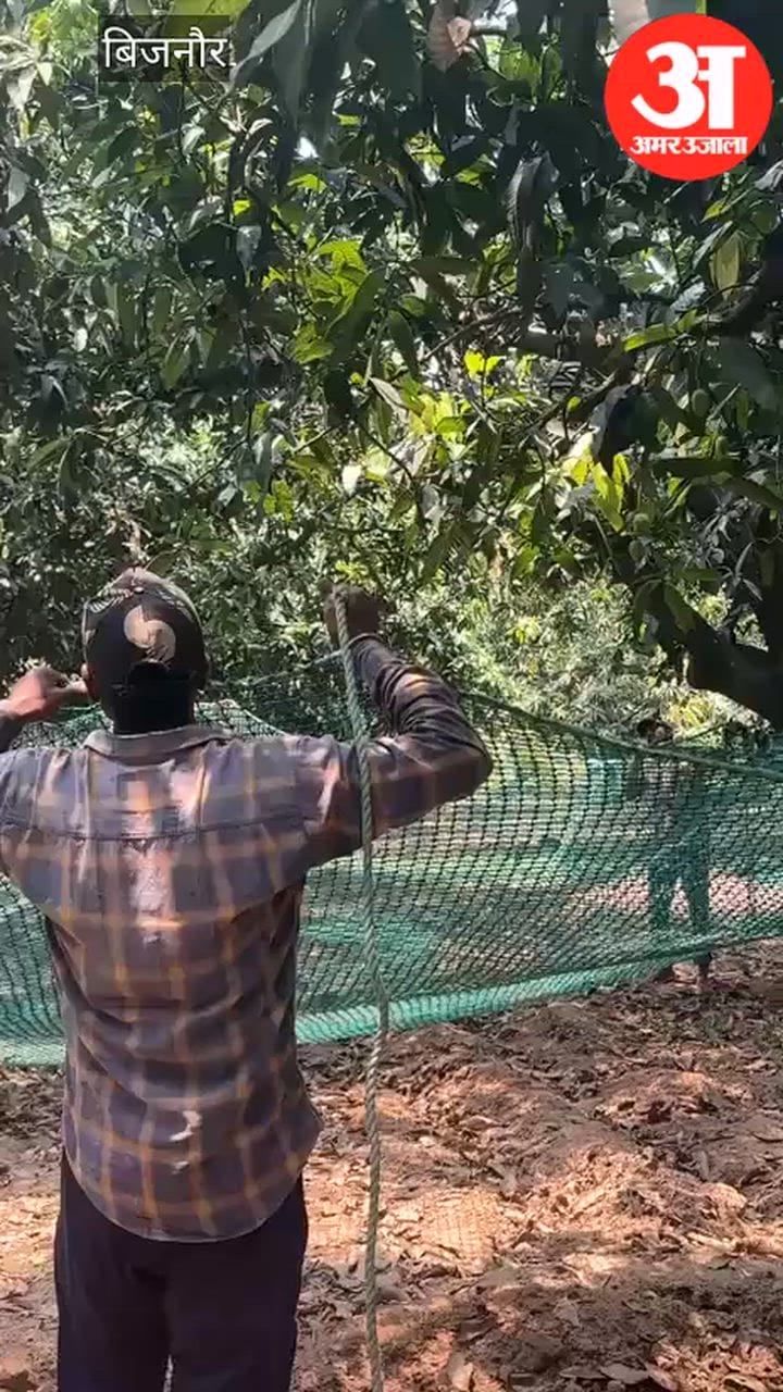 Bijnor:आम के पेड़ पर चढ़ा गुलदार, वन विभाग ने रेस्क्यू कर पकड़ा ...