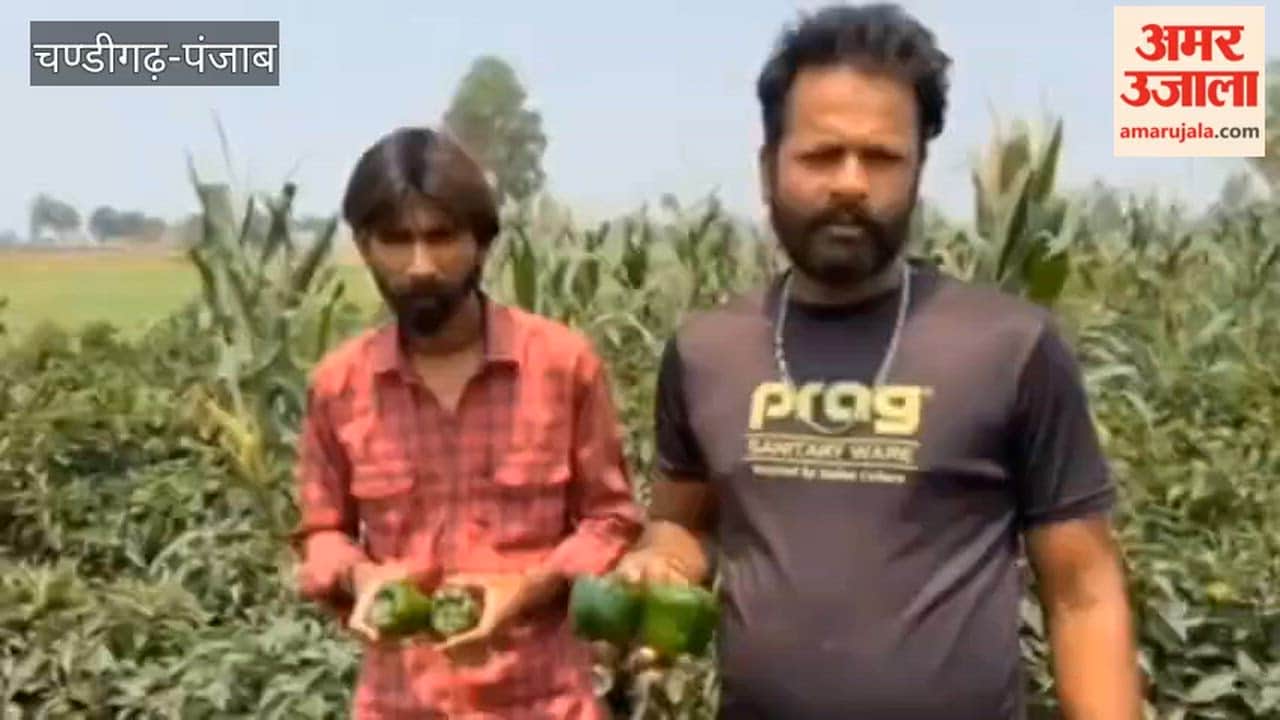 Bumper harvest of capsicum in villages along the Hussainiwala border, farmers disappointed