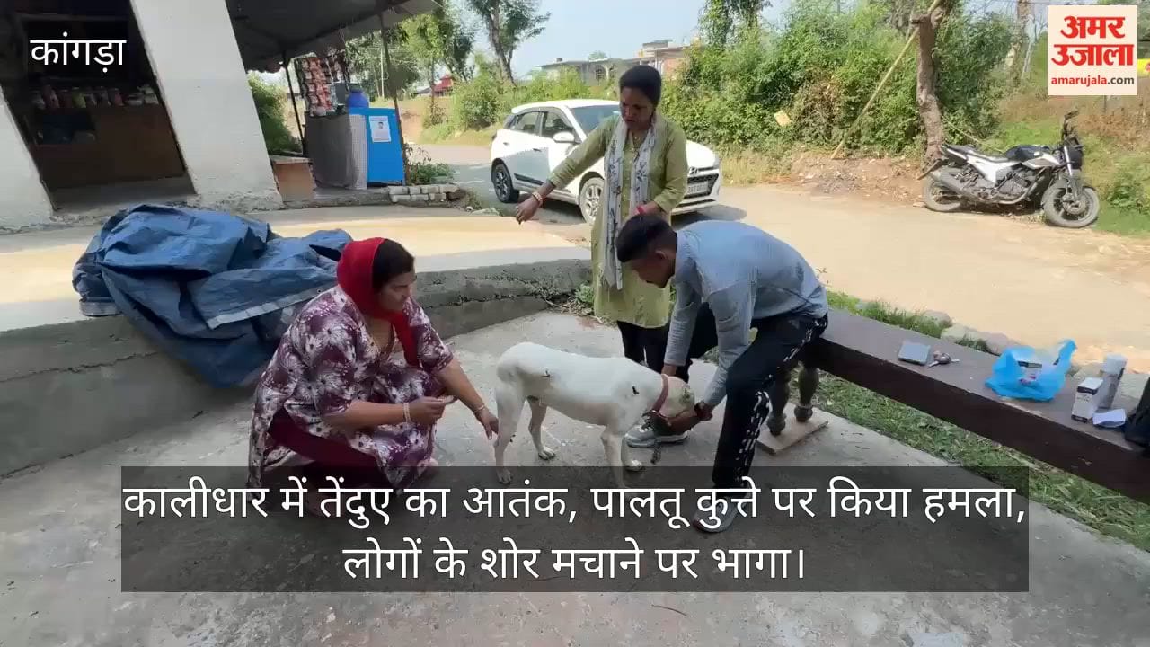 Leopard Terror in Kalidhar: Attacks Pet Dog, Flees After People Raise an Alarm