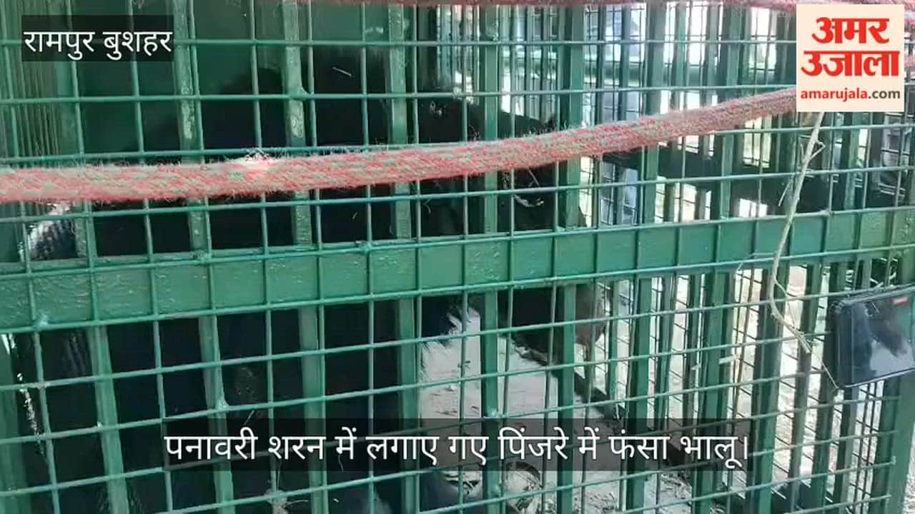 Bear Trapped in Cage Set Up in Panavari Sharan; Villagers from Two Panchayats Heave a Sigh of Relief
