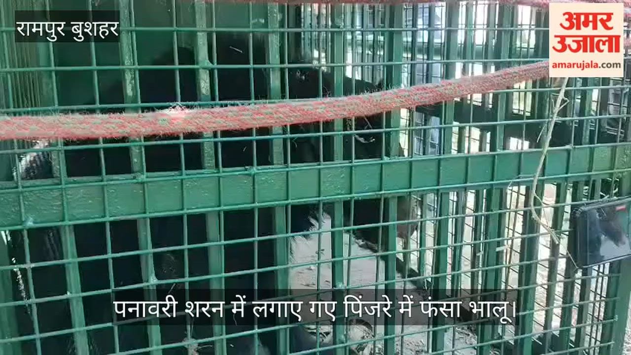 Bear Trapped in Cage Set Up in Panavari Sharan; Villagers from Two Panchayats Heave a Sigh of Relief