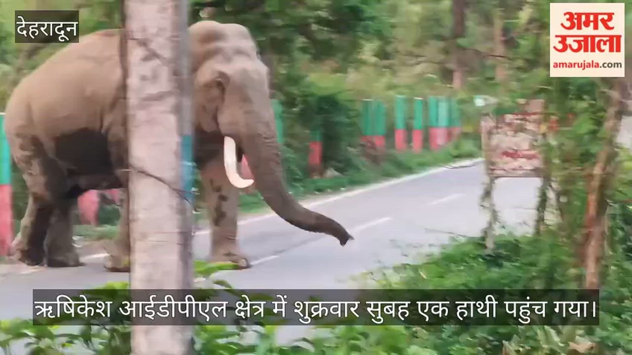 Rishikesh News People were out for their morning walk panic erupted as an elephant arrived on scene