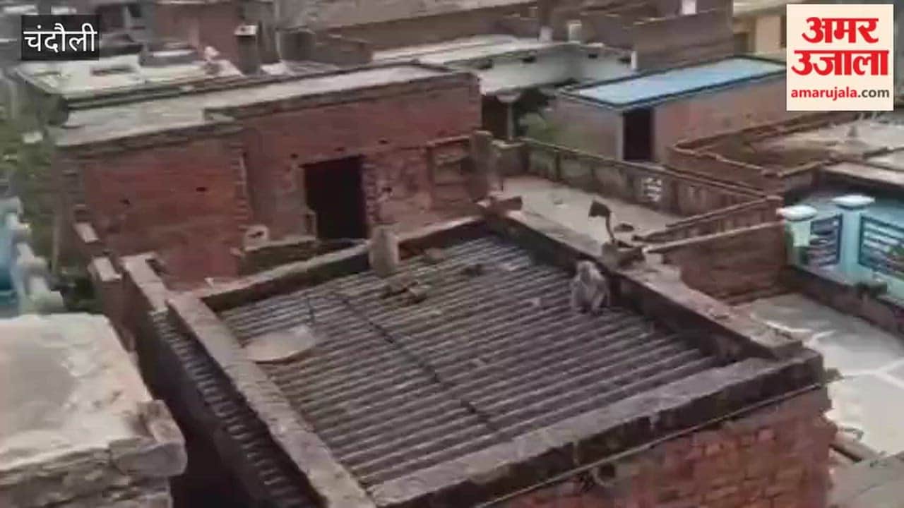 Monkey Menace in Chandauli Revsa Village Over 40 Villagers Injured