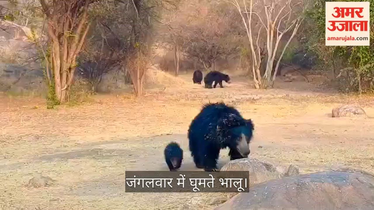Seven bears including two cubs spotted together at Junglewar College