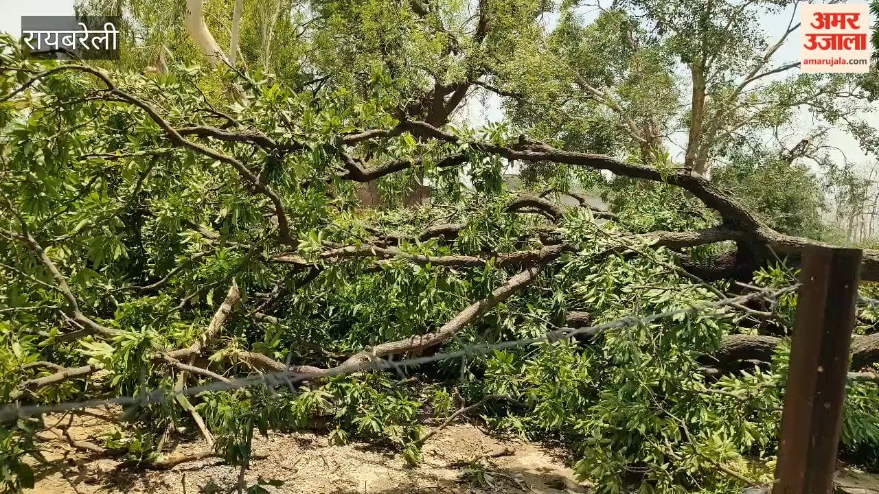 रायबरेली के खीरों में पेड़ गिरने से रास्ता बंद, लोगों को हो रही परेशानी