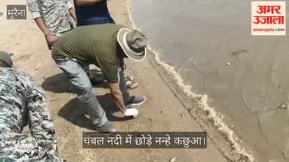 Good news in Chambal: 83 turtle cubs get a new lease on life, little guests released into natural habitat