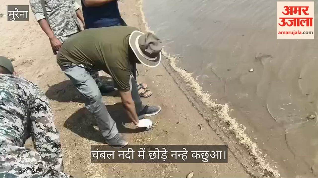 Good news in Chambal: 83 turtle cubs get a new lease on life, little guests released into natural habitat
