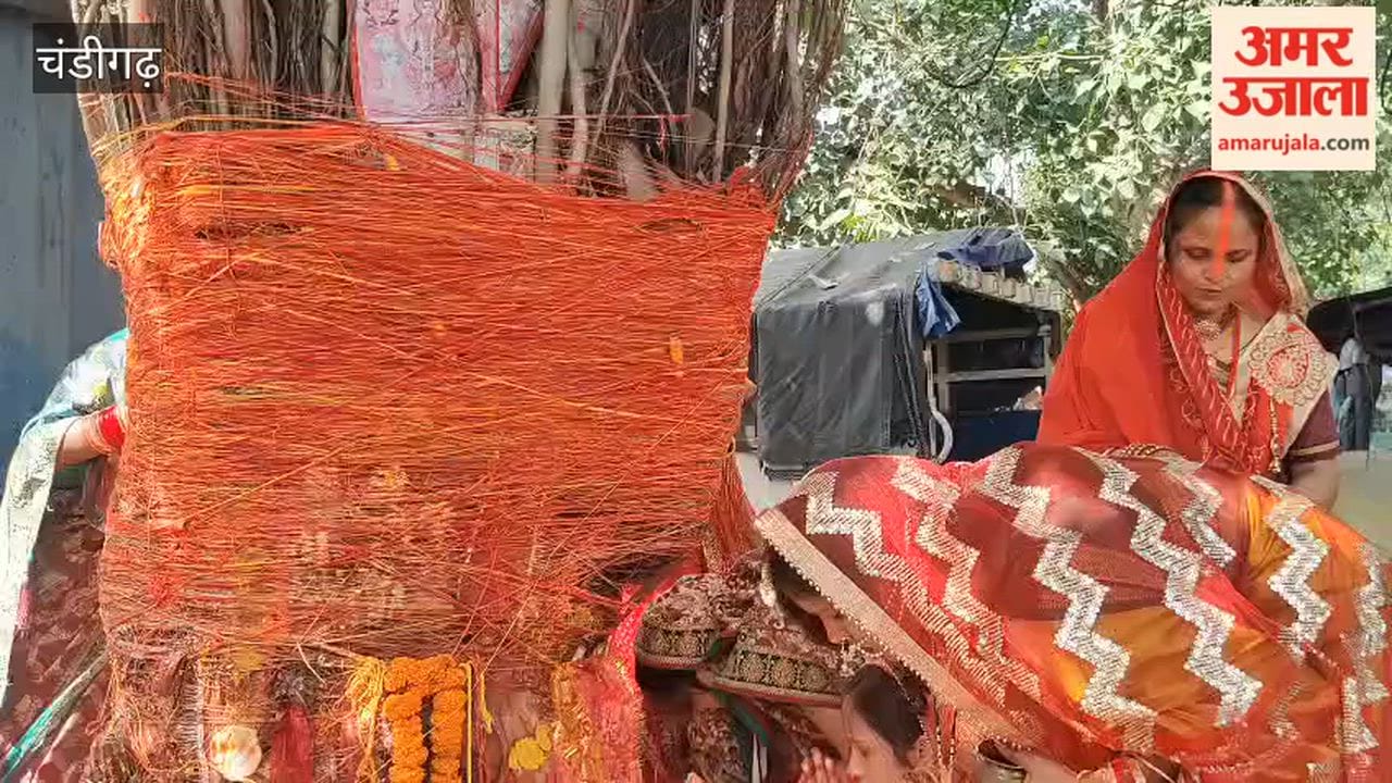 In Chandigarh, married women worshipped the Banyan tree on the occasion of Vat Savitri Vrat.