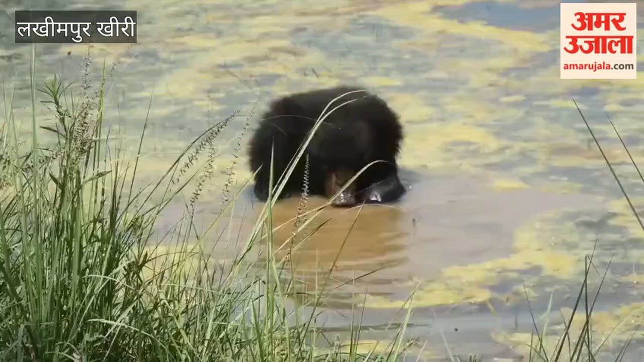 Bear spotted frolicking in a waterhole at Dudhwa