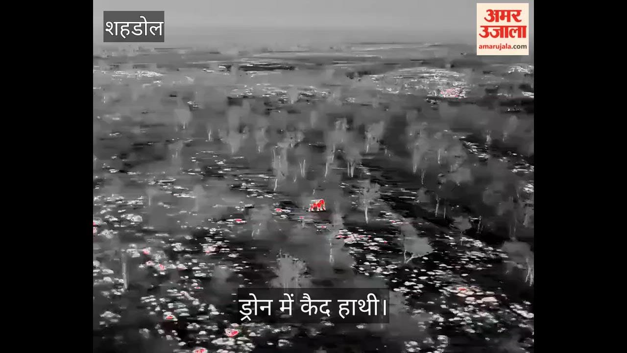 shahdol elephant terror in keshwahi forest area 50 houses evacuated drone surveillance