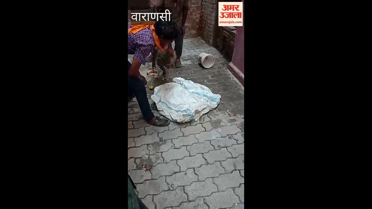 Municipal Corporation Rescues Injured Monkey Sends Treatment