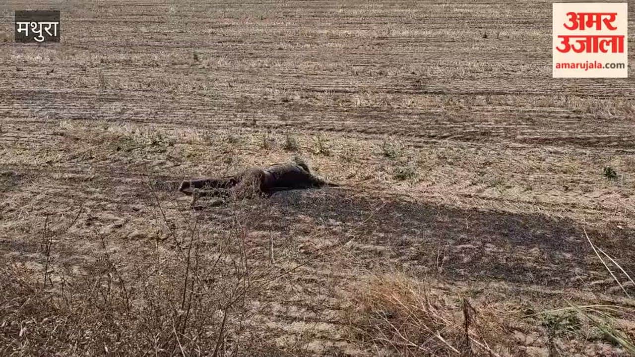 Unknown Body Found in Field on Chhata-Barsana Road