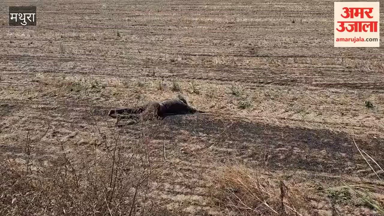 Unknown Body Found in Field on Chhata-Barsana Road