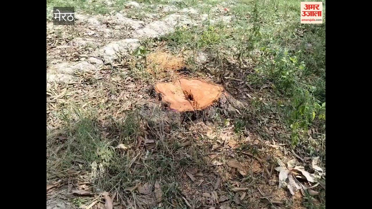 Eight mango trees cut down without permission; Forest Department team arrives.