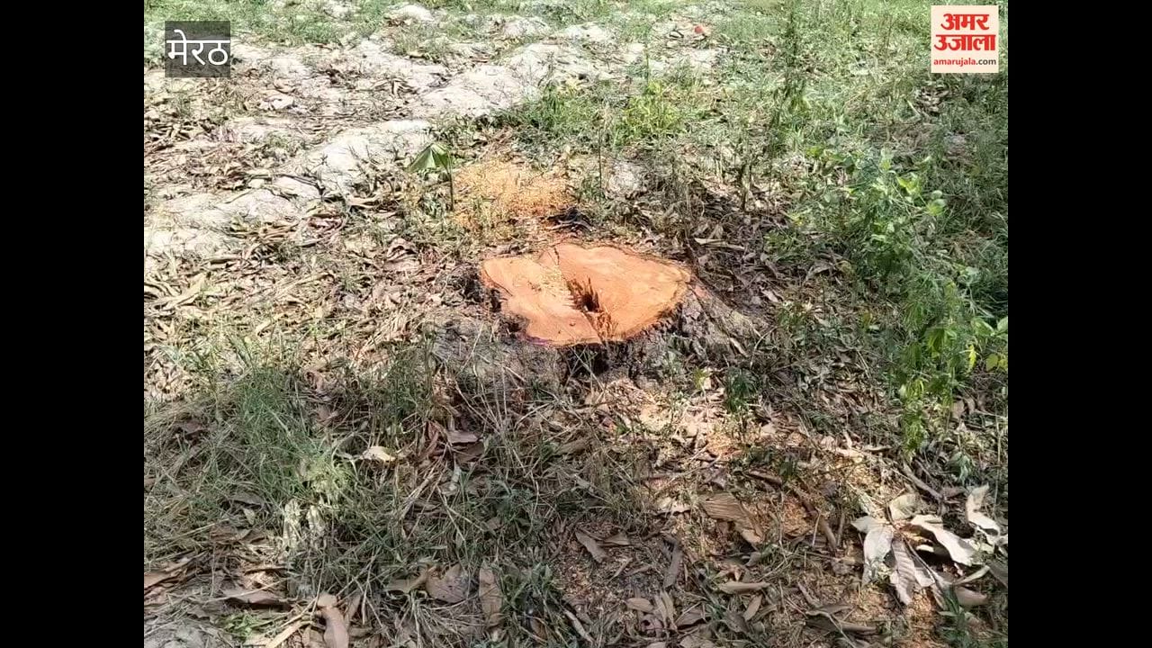 Eight mango trees cut down without permission; Forest Department team arrives.
