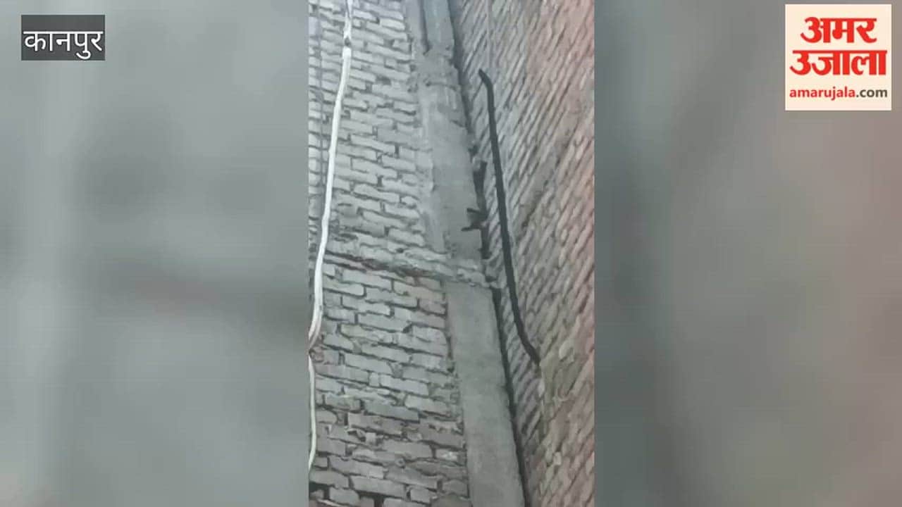 Kanpur: Kitten Climbs Pillar; Firefighters Come to the Rescue