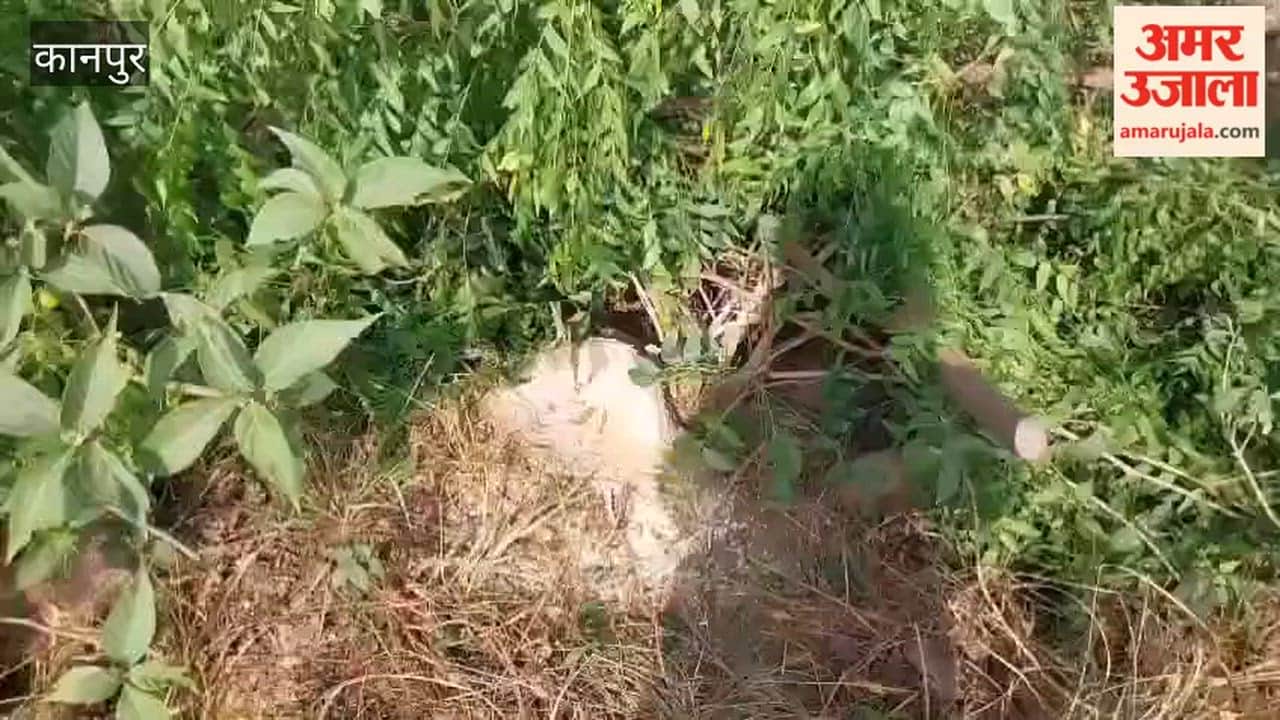 Lush Green Neem Trees Being Felled in Chirla Village