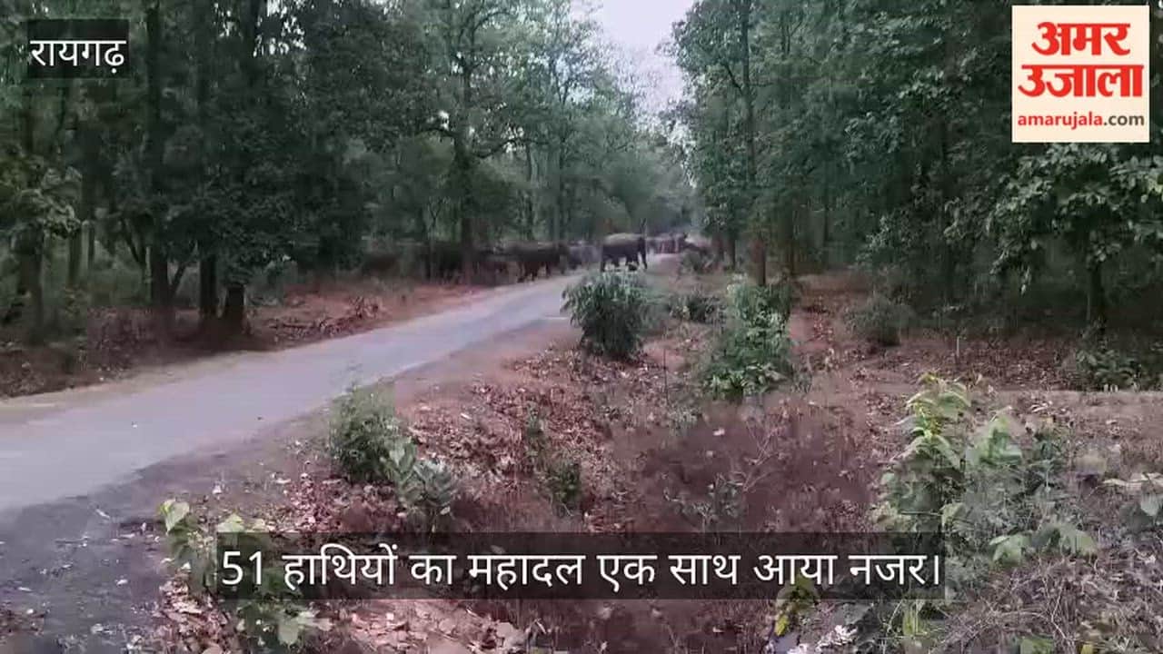 group of 51 elephants seen crossing road in Raigarh in Chhattisgarh