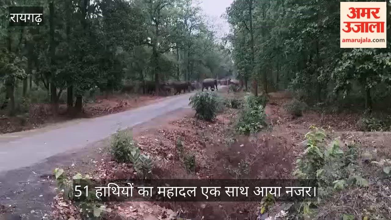 group of 51 elephants seen crossing road in Raigarh in Chhattisgarh