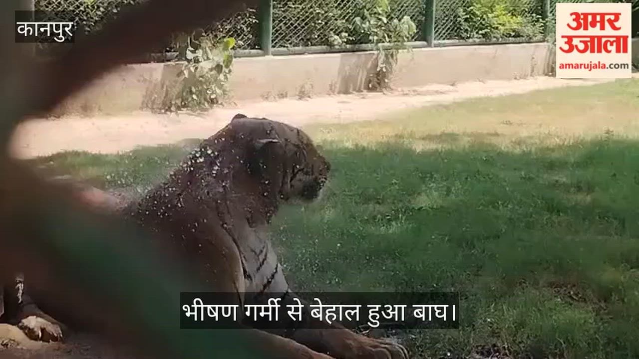 Bagheera Displays Unique Indignation at Kanpur Zoo Tiger Climbs Mesh and Roars After Keeper Cuts Water Supply