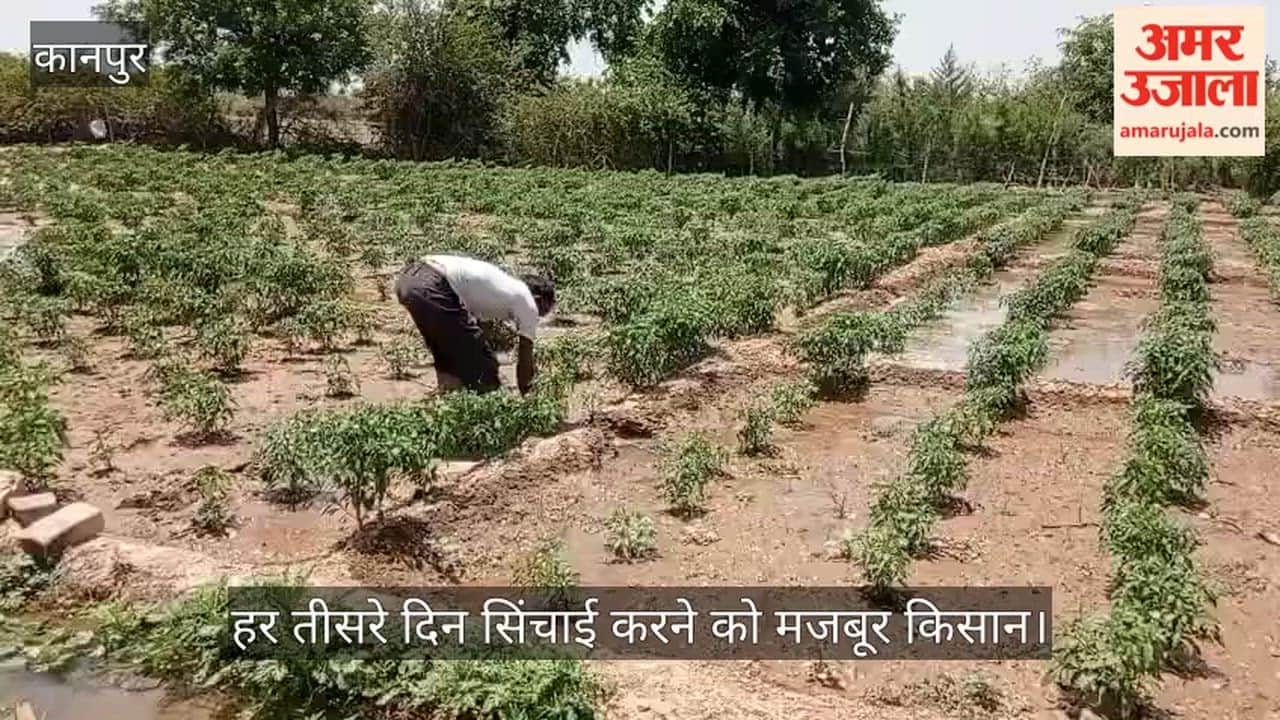 Fire Rains from the Sky in Kanpur Vegetable Plants Wither in 44 Degree Heat