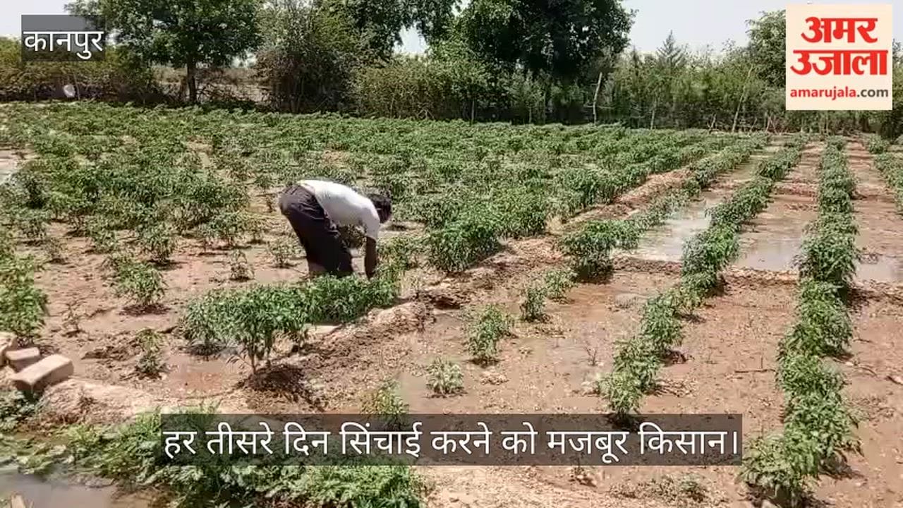 Fire Rains from the Sky in Kanpur Vegetable Plants Wither in 44 Degree Heat
