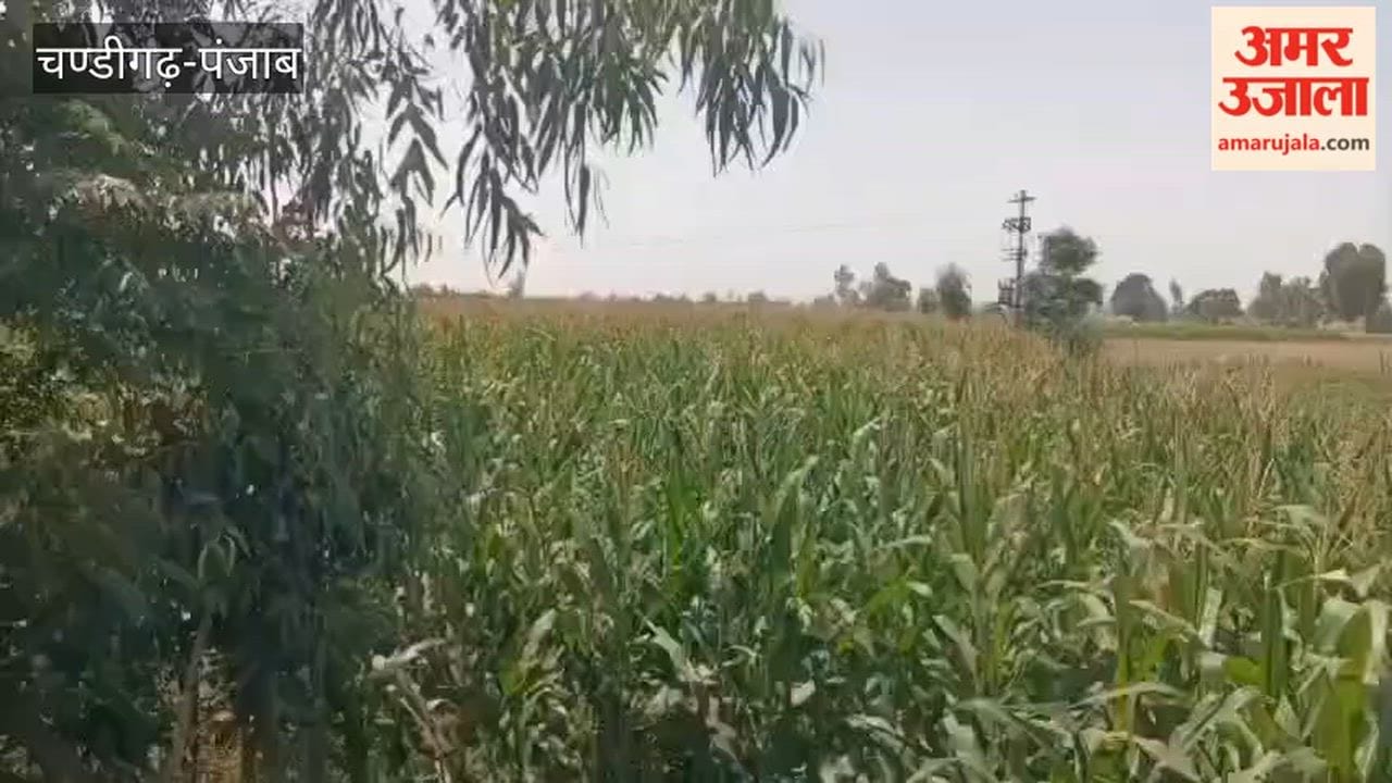 In Mamdot, farmers have planted a maize crop instead of colocasia.