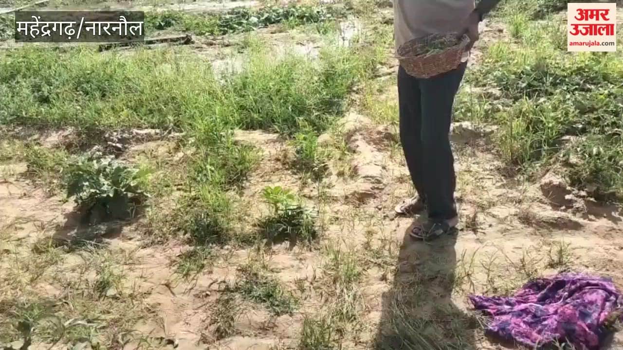 Falling vegetable prices worry farmers