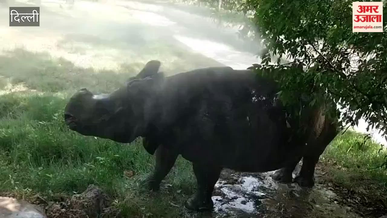 Lion, deer, elephant and duck bathed a lot in Delhi