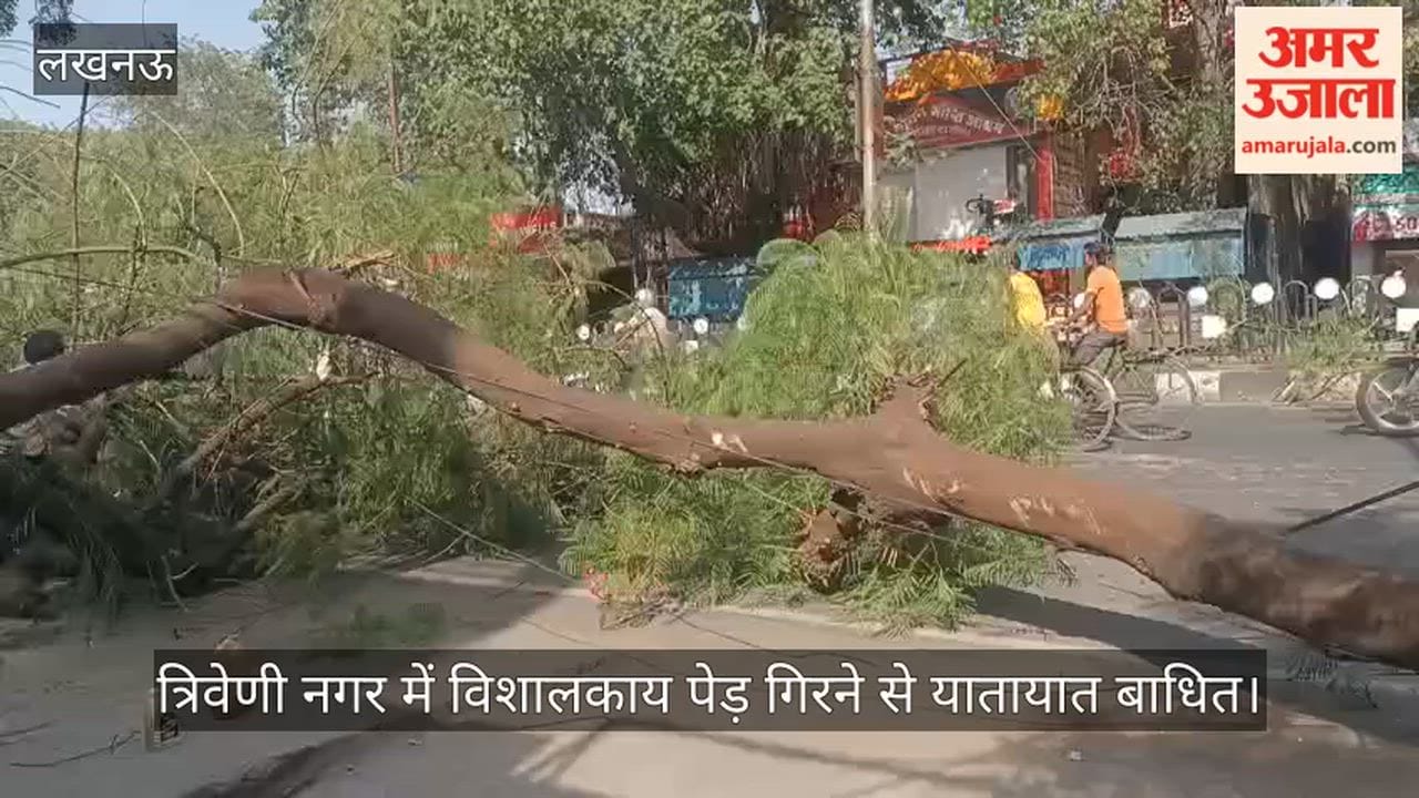 Video: त्रिवेणी नगर में विशालकाय पेड़ गिरने से यातायात बाधित