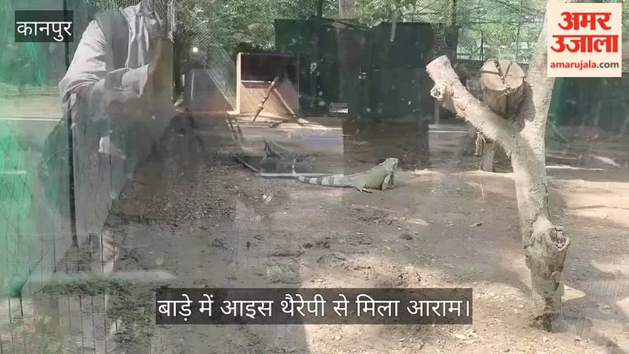 Kanpur Zoo Ice bottles placed to protect iguanas from the heat watch how they are enjoying the coolness