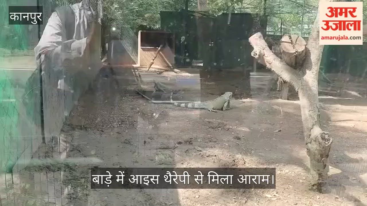 Kanpur Zoo Ice bottles placed to protect iguanas from the heat watch how they are enjoying the coolness