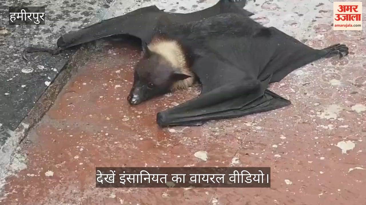 Hamirpur Speechless Bat Falls from Tree in Court Complex Lawyers Save Its Life by Giving It Water