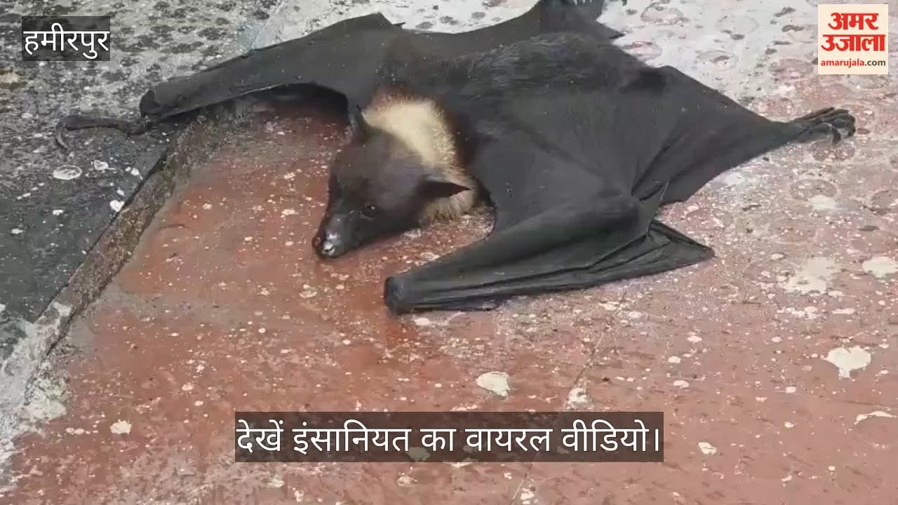 Hamirpur Speechless Bat Falls from Tree in Court Complex Lawyers Save Its Life by Giving It Water