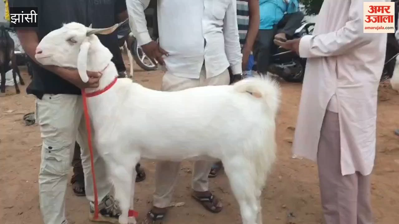 Goat market booms, goats worth up to Rs 50,000 being sold