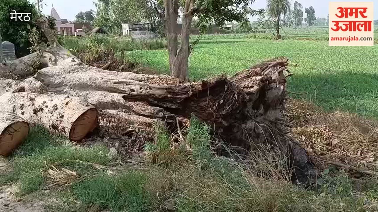 Meerut: Timber from Storm-Felled Trees Reportedly Going Missing, Forest Department Faces Negligence Allegations