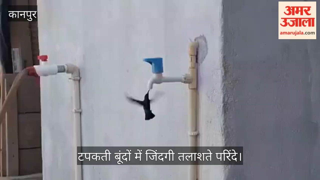 Tiny Birds Struggle for Every Drop of Water Amid Scorching Heat